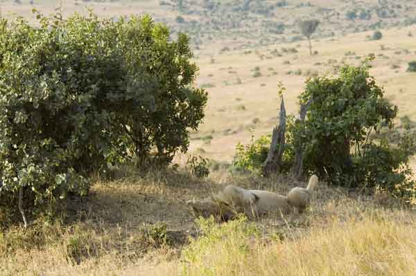06 - Kenia - Leon - reserva nacional de Masai Mara